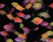 Ilustrasi jelas banyak ikan glofish berkelompok