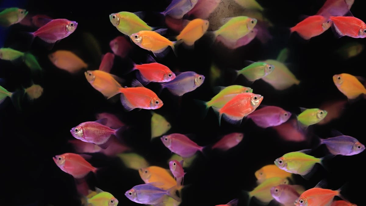 Ilustrasi jelas banyak ikan glofish berkelompok