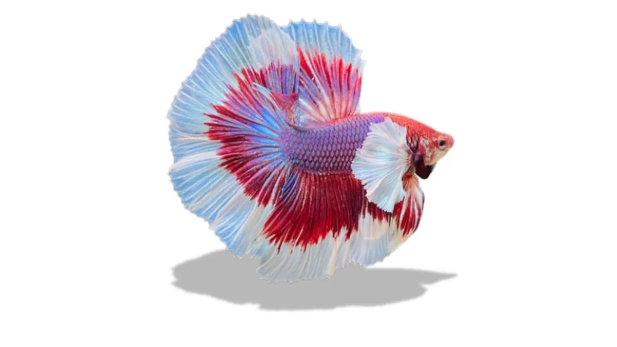 Ilustrasi ikan cupang halfmoon dumbo ear warna ungu merah