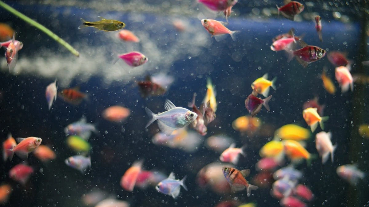 Ilustrasi berbagai ikan glofish