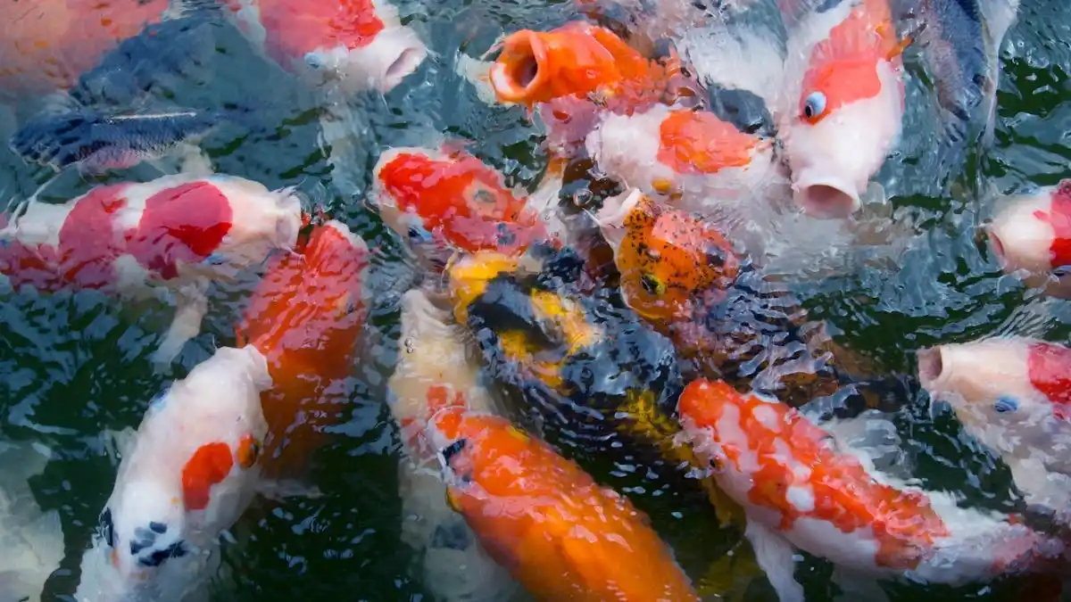 gambar-banyak-ikan-koi-close-up Ilustrasi berbagai ikan koi berkumpul di satu titik di air