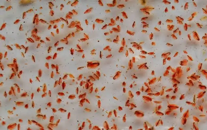 Ilustrasi hewan kutu air merah yang cocok untuk pakan ikan koi agar cepat besar