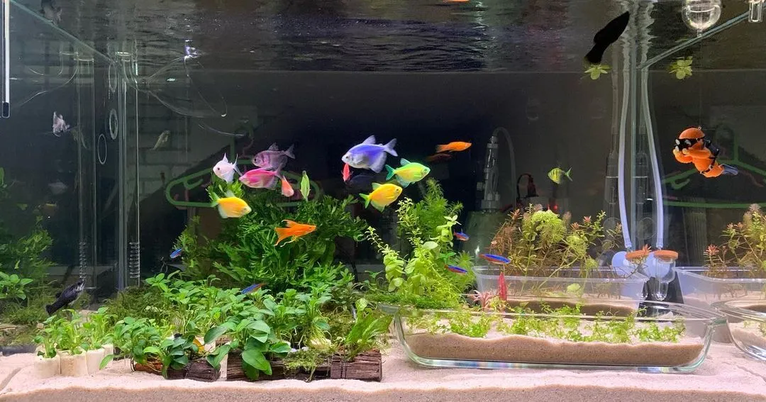 Gambar ikan glofish di akuarium penuh tumbuhan hijau