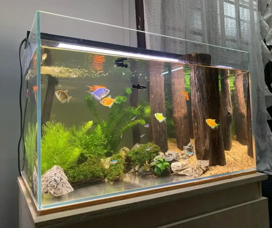 Ilustrasi ikan glofish yang ada di akuarium sedang, cocok untuk artikel cara merawat ikan glofish