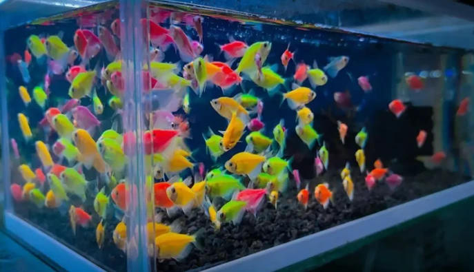 Ilustrasi ikan glofish yang berada di akuarium air jernih, cocok untuk artikel cara merawat ikan glofish
