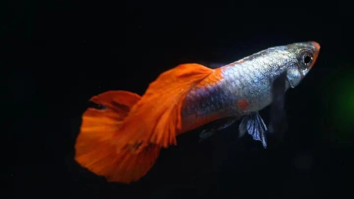Gambar ikan guppy closeup ekor sirip orange