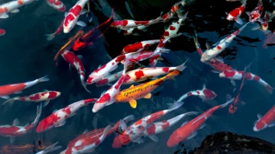 Gambar ikan koi yang cocok untuk artikel harga ikan koi