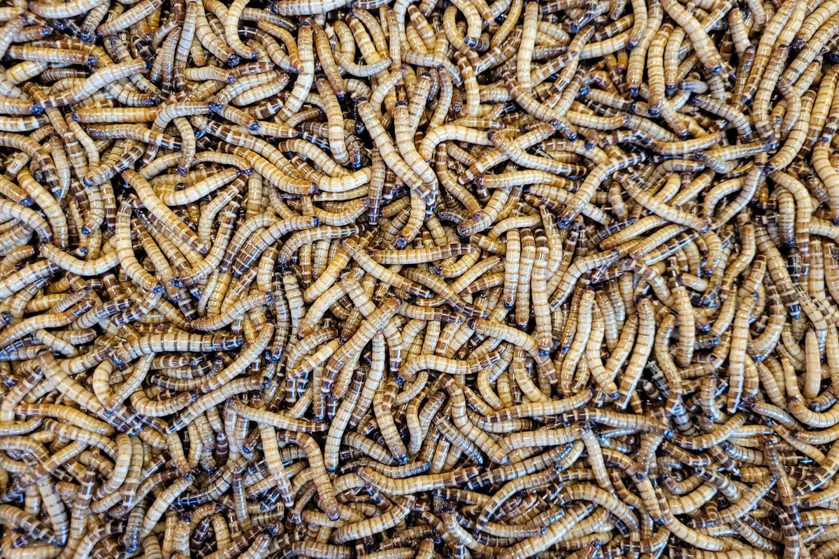 Ilustrasi larva lalat BSF yang cocok dipakai untuk pakan ikan koi agar cepat besar