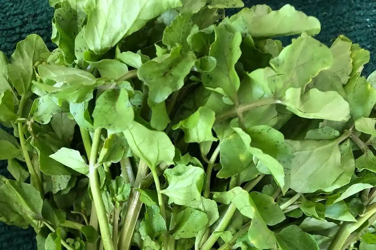 Gambar selada air yang cocok dipakai untuk pakan ikan koi agar cepat besar