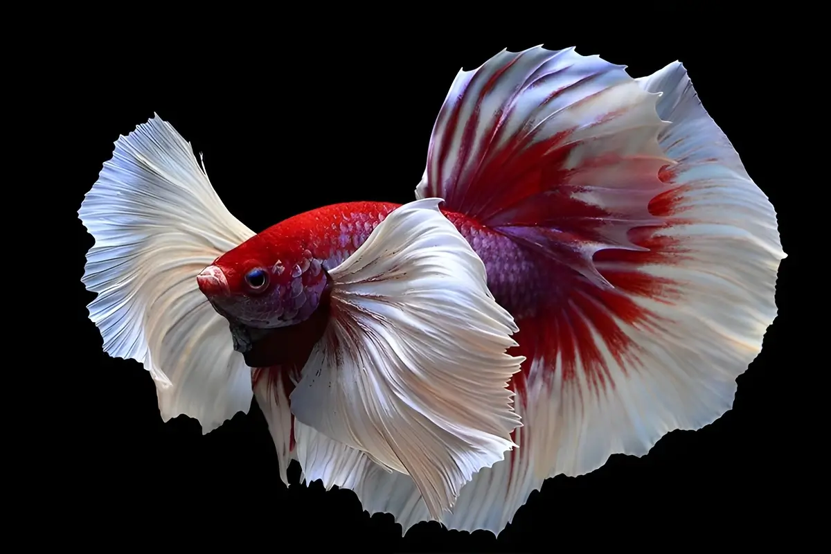 Ilustrasi ikan cupang dumbo ear merah putih