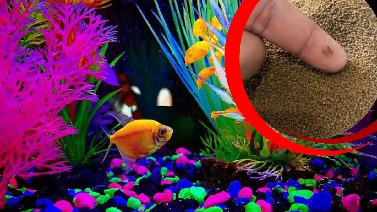 Ilustrasi ikan glofish beserta gambar ukuran pakan glofish yang cocok