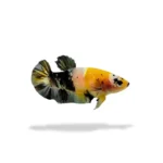Cupang Plakat Yellow Koi Cooper (YKC) Betina