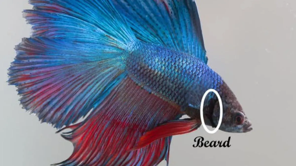 Gambar-beard-cupang-jantan Gambar cupang jantann dengan beard
