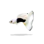 Guppy Half Black White