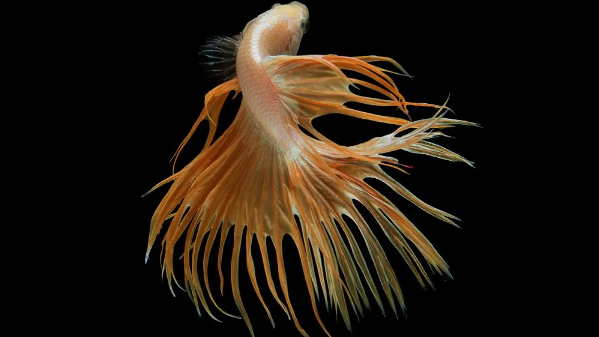 Ilustrasi-cupang-crowntail-kuning-double-ray Ilustrasi ikan cupang crowntail double ray kuning