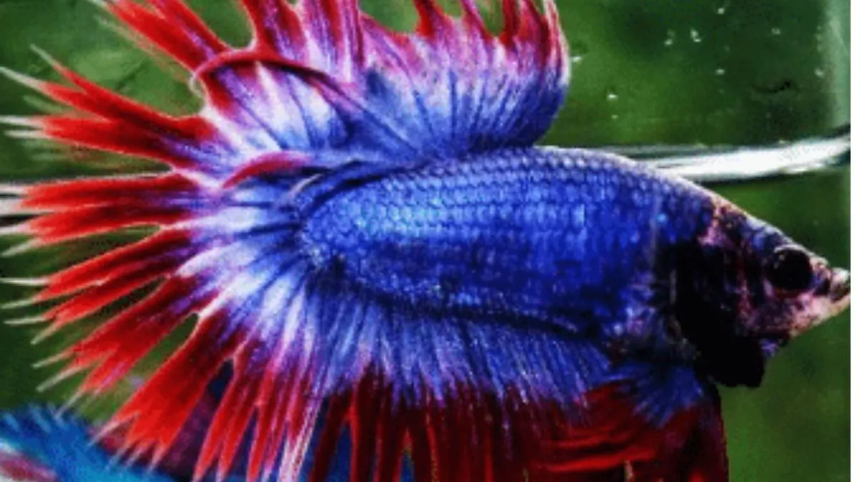 Ilustrasi-cupang-crowntail-triple-ray Ilustrasi cupang crowntail triple ray