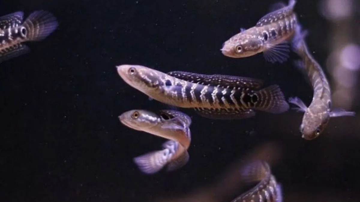 Ilustrasi ikan channa ukuran kecil