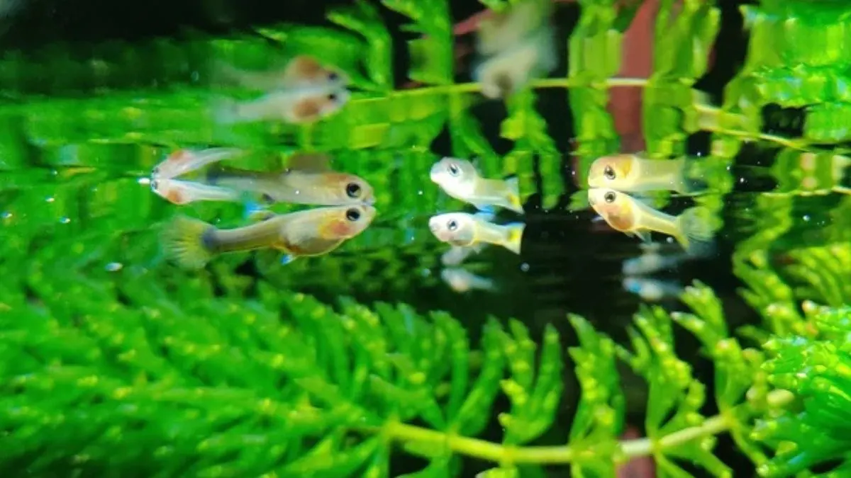 Ilustrasi anak ikan guppy yang cocok untuk artikel cara budidaya ikan guppy