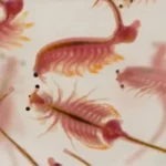 Ilustrasi artemia untuk pakan ikan channa yang masih kecil