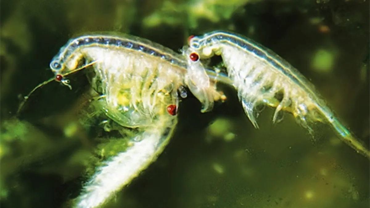 artemia-yang-bisa-dipakai-pakan-burayak-ikan-cupang Ilustrasi gambar artemia kecil yang bisa dipakai untuk pakan burayak cupang