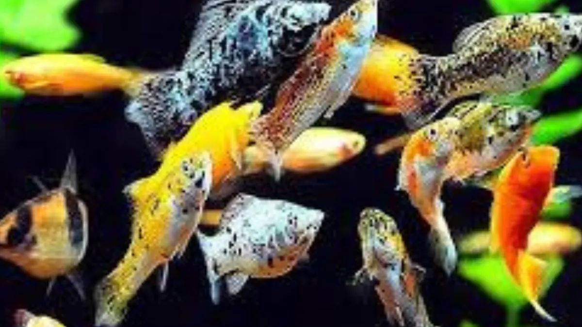 Ilustrasi berbagai jenis ikanyang busa digabung dengan ikan guppy