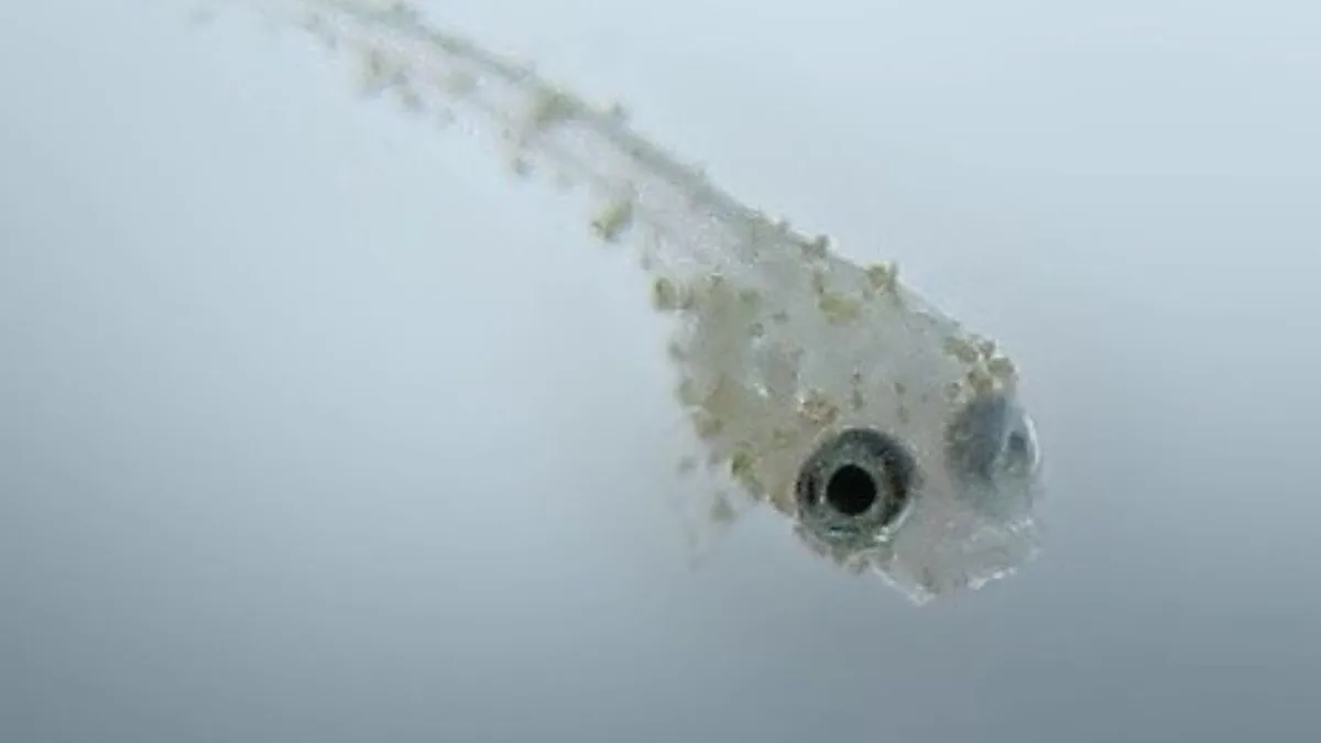 burayak-ikan-cupang Gambar burayak ikan cupang