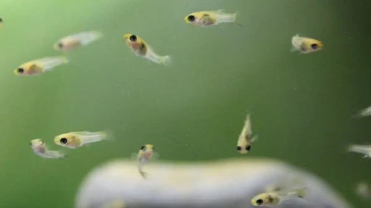 Ilustrasi gambar burayak ikan guppy