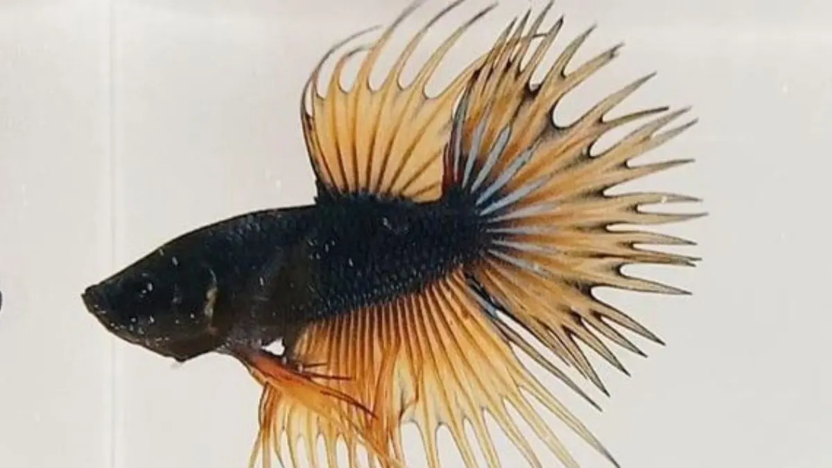 cupang-crowntail-double-ray Ilustrasi ikan cupang crowntail doubel ray