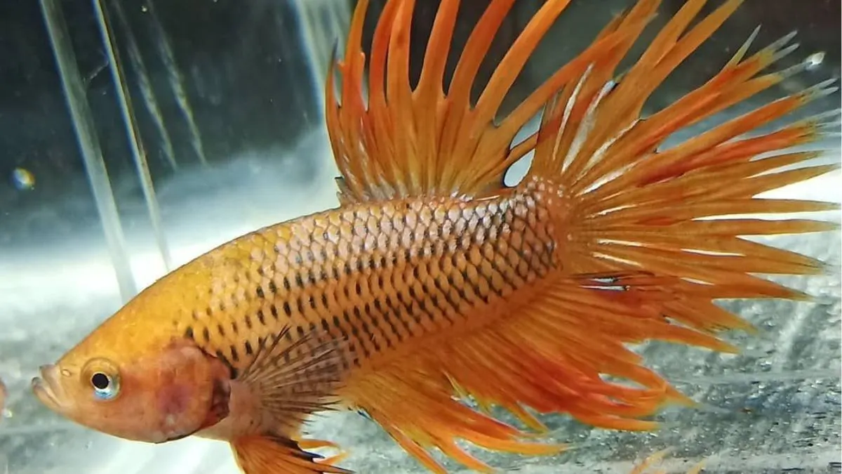 cupang-crowntail-kuning Ilustrasi ikan crrowntail one ray