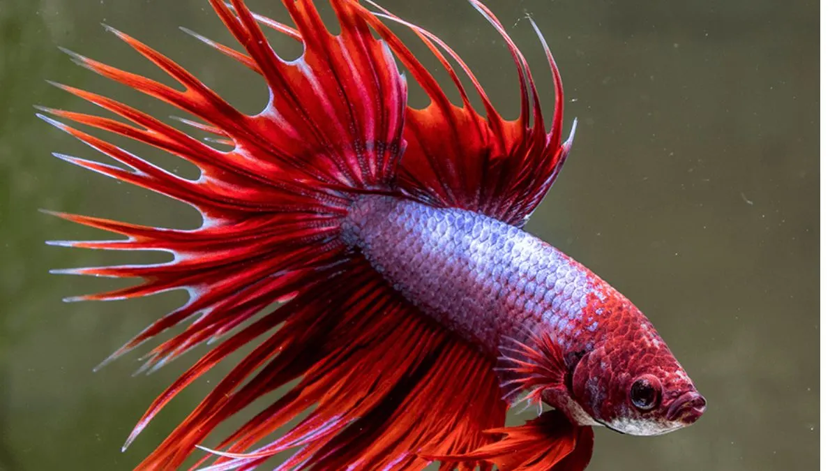cupang-crowntail-merah-double-ray Ilustrasi ikan cupang crowntail merah double red