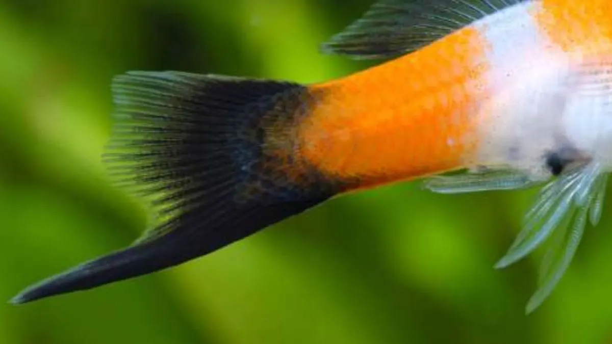 Ilustrasi ekor ikan platy yang berbentuk seperti pedang