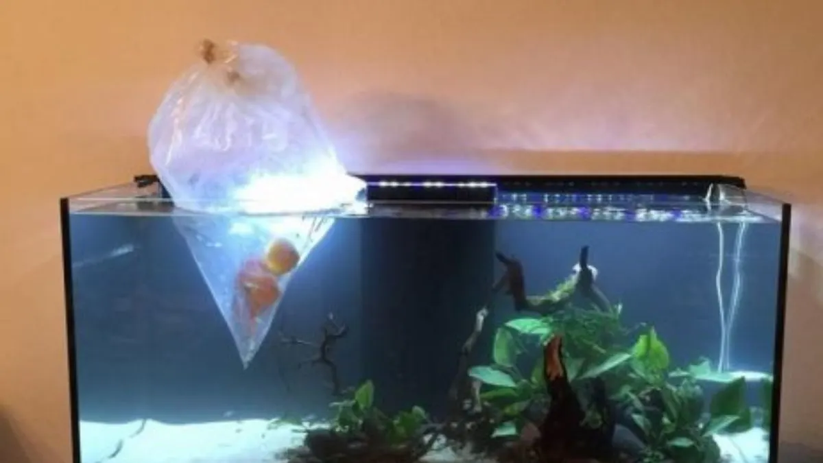 Ilustrasi ikan diaklimatisasi sebelum dimasukkan ke akuarium utama