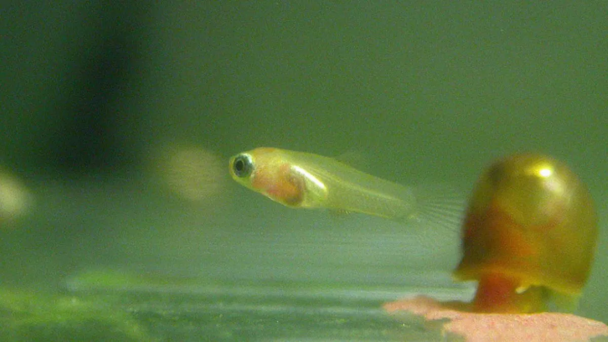 Ilustrasi anakan ikan guppy yang cocok untuk artikel cara merawat ikan guppy