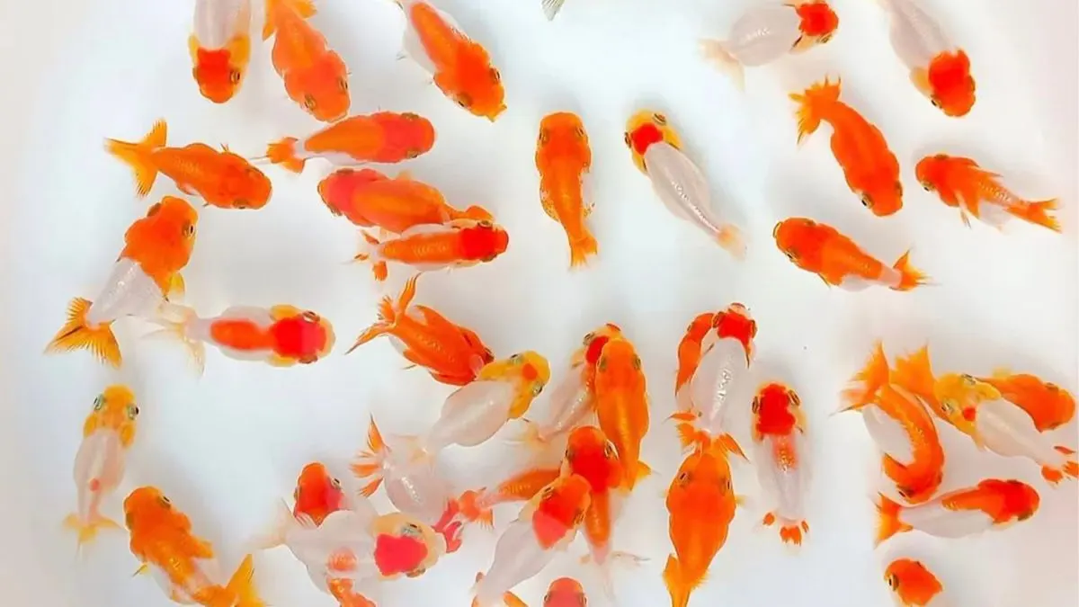 Ilustrasi anakan ikan mas koki yang cocok untuk artikel cara budidaya ikan mas koki