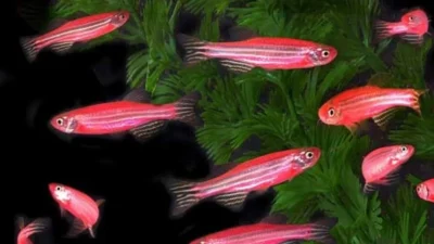 Ilustrasi ikan danio kecil