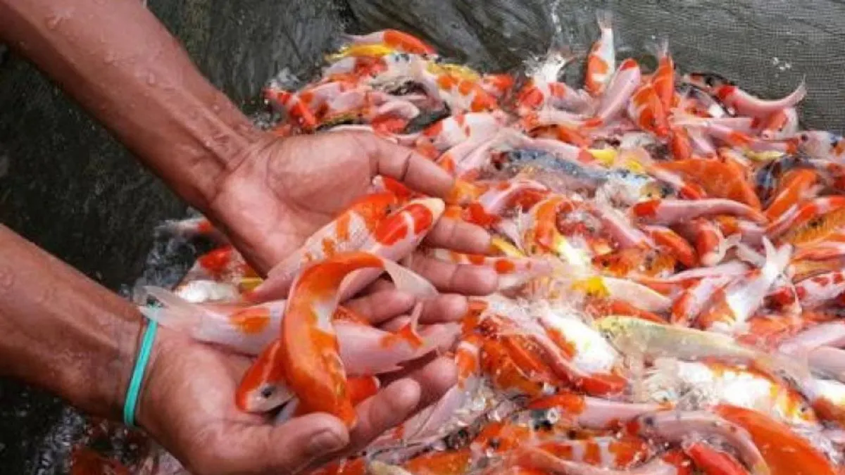 gambar-banyak-ikan-koi-kecil Ilustrasi panen ikan koi kecil di jaring