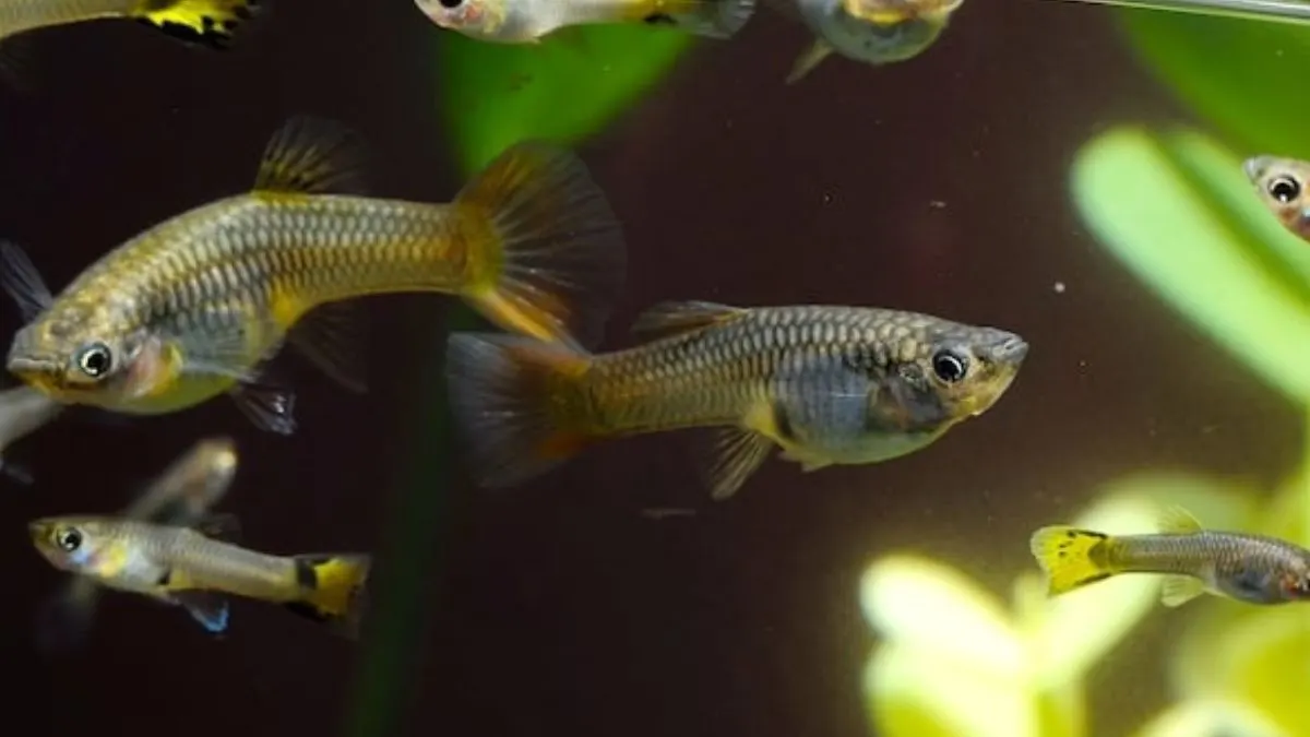Gambar ikan guppy di akuarium
