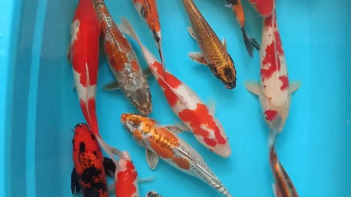 gambar-beberapa-ikan-koi-kecil Ilustrasi ikan koi muda di bak kolam koi