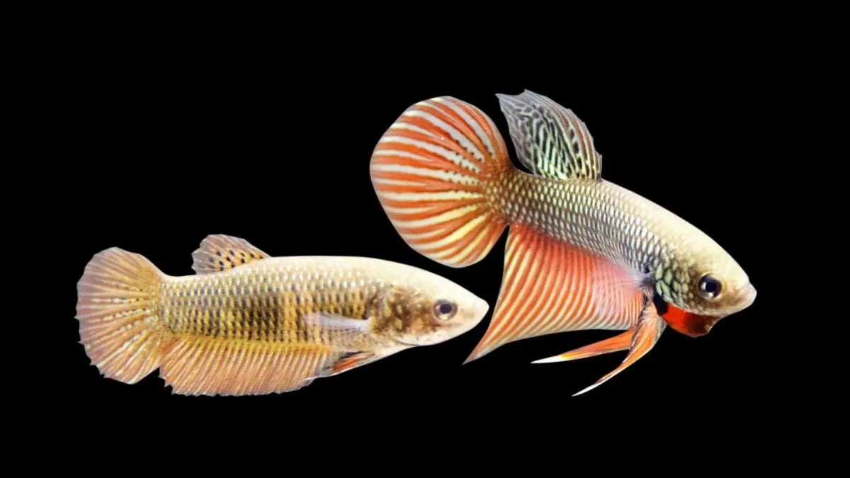 gambar-beda-cupang-jantan-dan-betina Gambar ikan cupang jantan dan betina