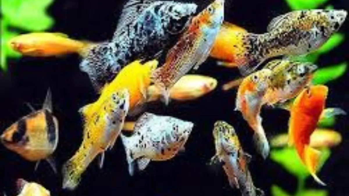 Ilustrasi beberapa jenis ikan hias kecil di akuarium