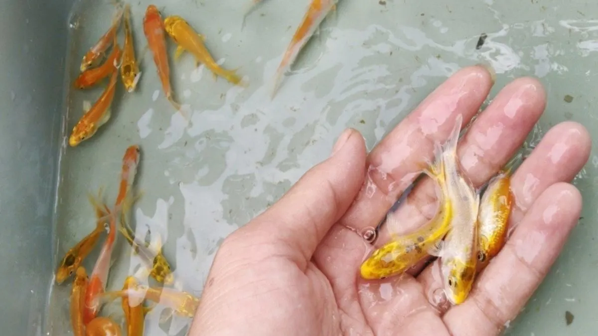 gambar-bibit-ikan-koi-kecil Ilustrasi gambar bibit ikan koi kecil