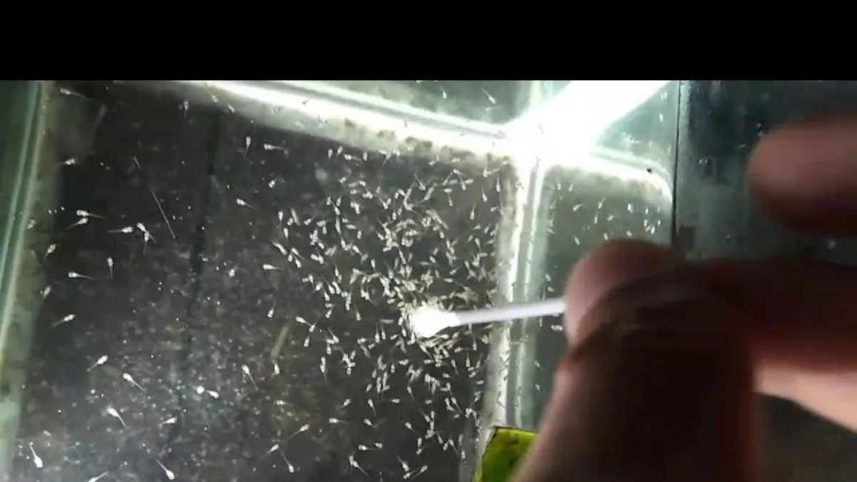 gambar-burayak-ikan-cupang Ilustrasi cara budidaya ikan cupang degan pemberian kuning telur