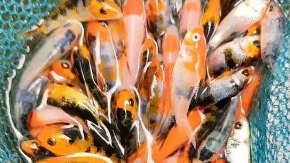 gambar-burayak-ikan-koi-kecil-di-jaring Ilustrasi ikan koi kecil di jaring