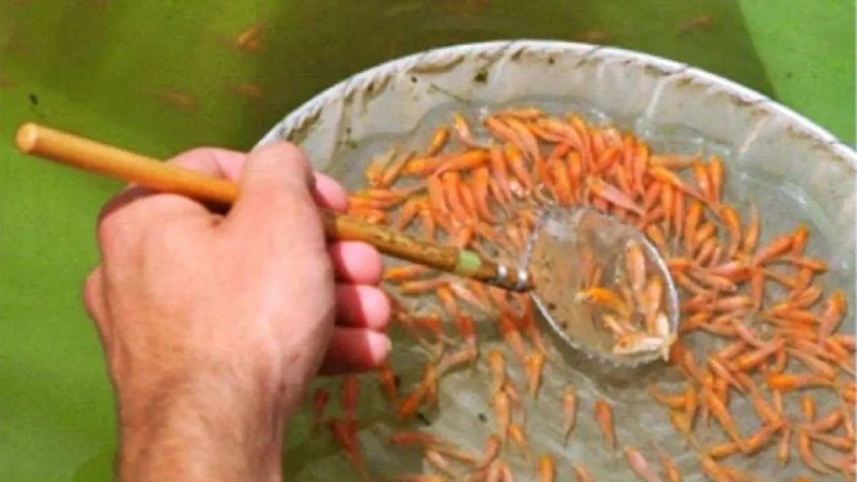 gambar-burayak-ikan-koi-kecil Ilustrasi anakan ikan koi kecil ada di jaring