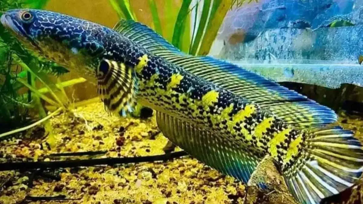 Gambar channa di akuarium