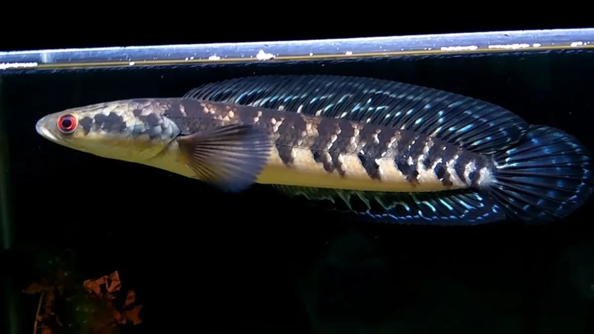 Gambar channa hitam di akuarium