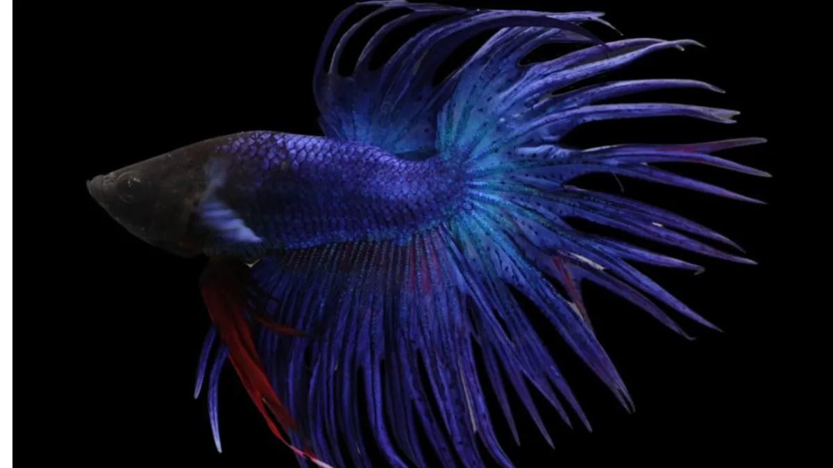 gambar-cupang-crowntail-double-ray Ilustrasi cupang crowntail doubel ray