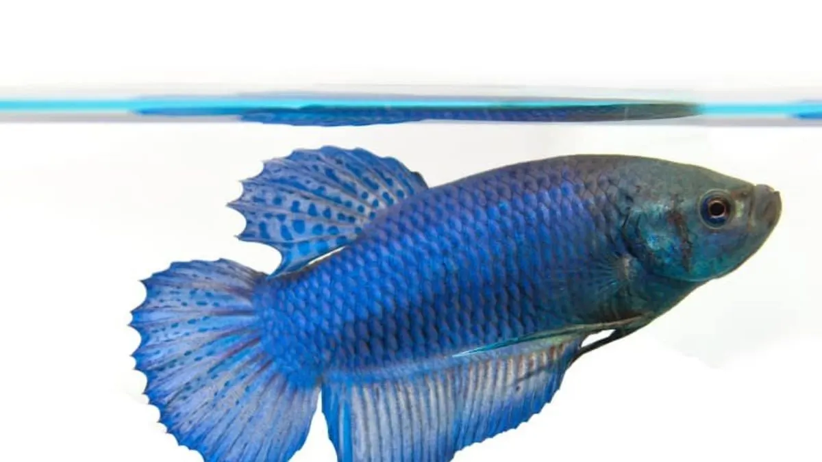 gambar-cupang-cupang-betina Ilustrasi ikan cupang betina