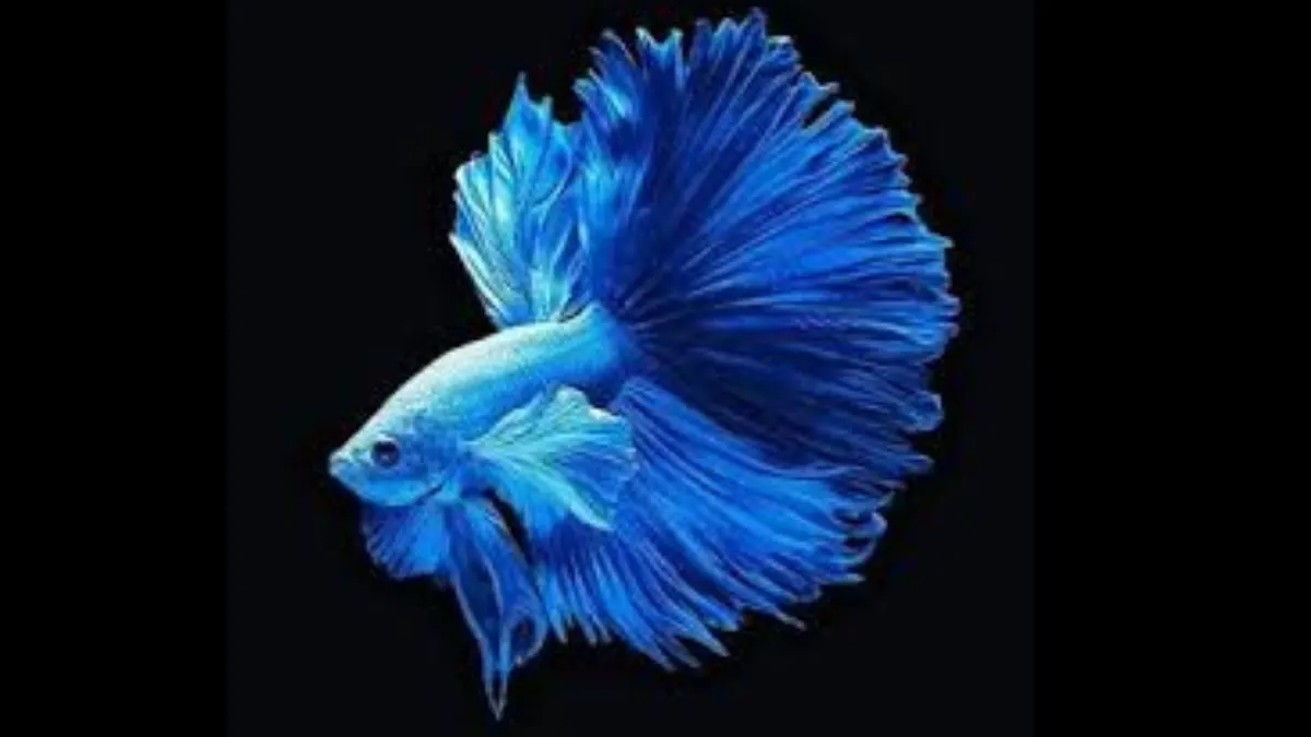 gambar-cupang-cupang-jantan Ilustrasi ikan cupang jantan untuk tahu cara membedakan ikan cupang jantan dan betina