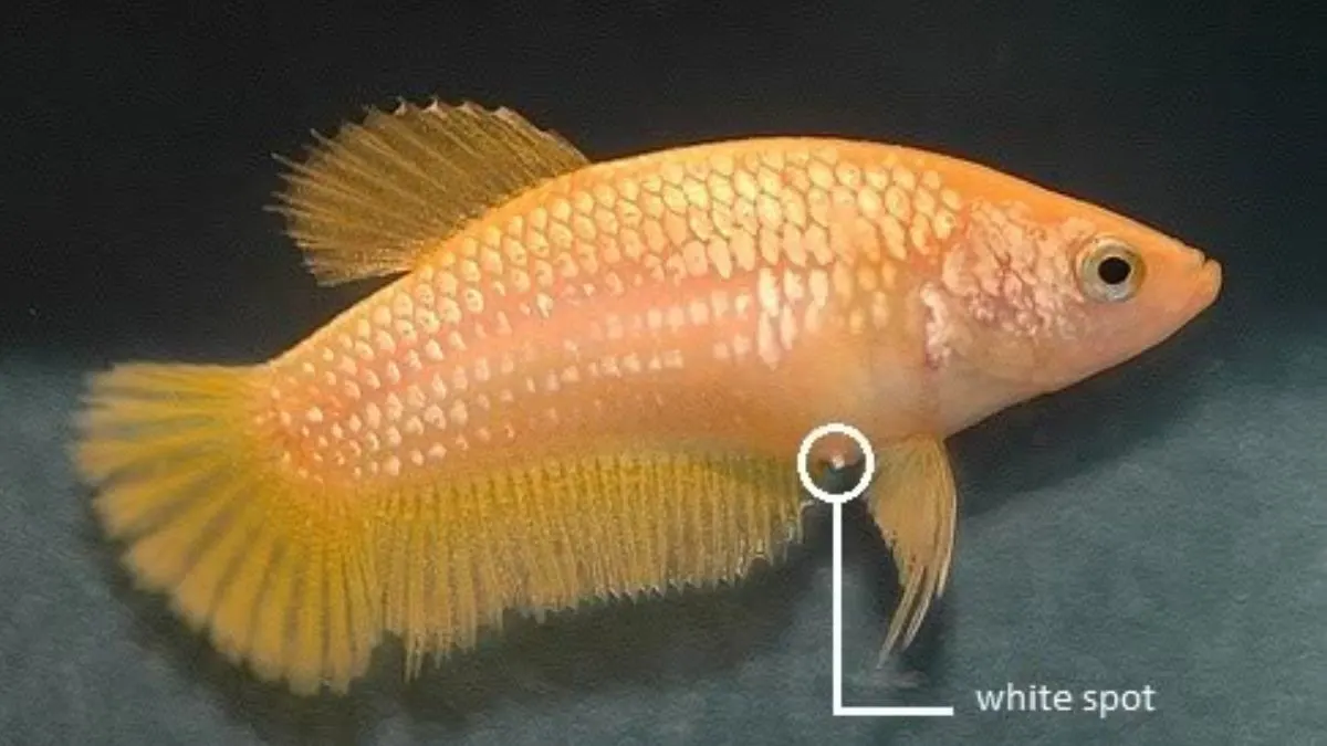 gambar-cupang-egg-spot Gambar ikan cupanng betina yang terlihat eeg spot atau white spotnya